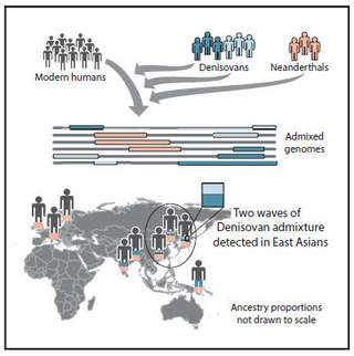 This image shows the two waves of Denisovan ancestry that shaped present-day humans.
